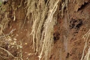 屋外の排水溝に木の根が侵入して詰まる